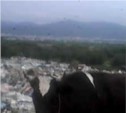Коровы разгуливают по свалке в Южно-Сахалинске (ВИДЕО)