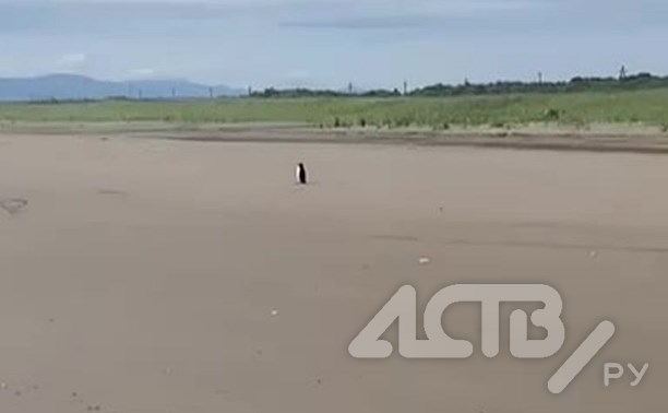 "Мы же ничего не употребляли?": сахалинцам показался пингвин на пляже