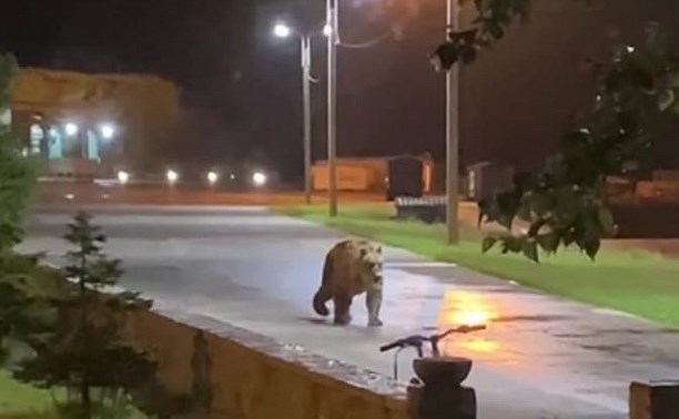 Огромного медведя заметили в бухте Оля