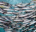 Увеличить добычу сардины иваси поручено Росрыболовством сахалинскому институту рыбного хозяйства