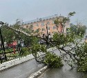 Стихия накрыла Оху: порывистый ветер повалил дерево, самолёты задержали