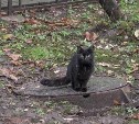 На Сахалине снег, а на Курилах дождь и ветер до 17 м/с: прогноз погоды для региона на 28 октября