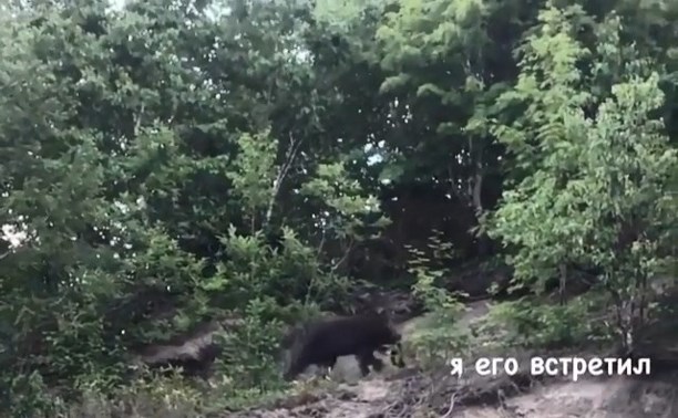 О встречах с медведями сообщают сахалинцы