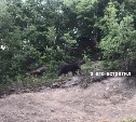 О встречах с медведями сообщают сахалинцы
