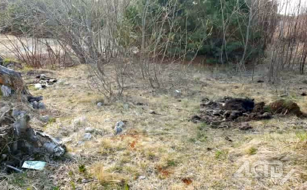 "Зрелище не для слабонервных": сахалинка нашла собачьи трупы около озера Тунайча