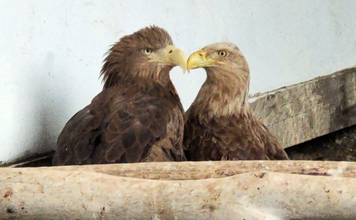 История крылатой любви: на Сахалине искалеченный орлан покорил сердце однокрылой самки