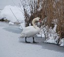 Лесничие запретили сахалинцам трогать и кормить лебедей на замёрзших озёрах