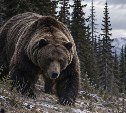 В Сибири и на Дальнем Востоке медведи убили 10 человек за три месяца