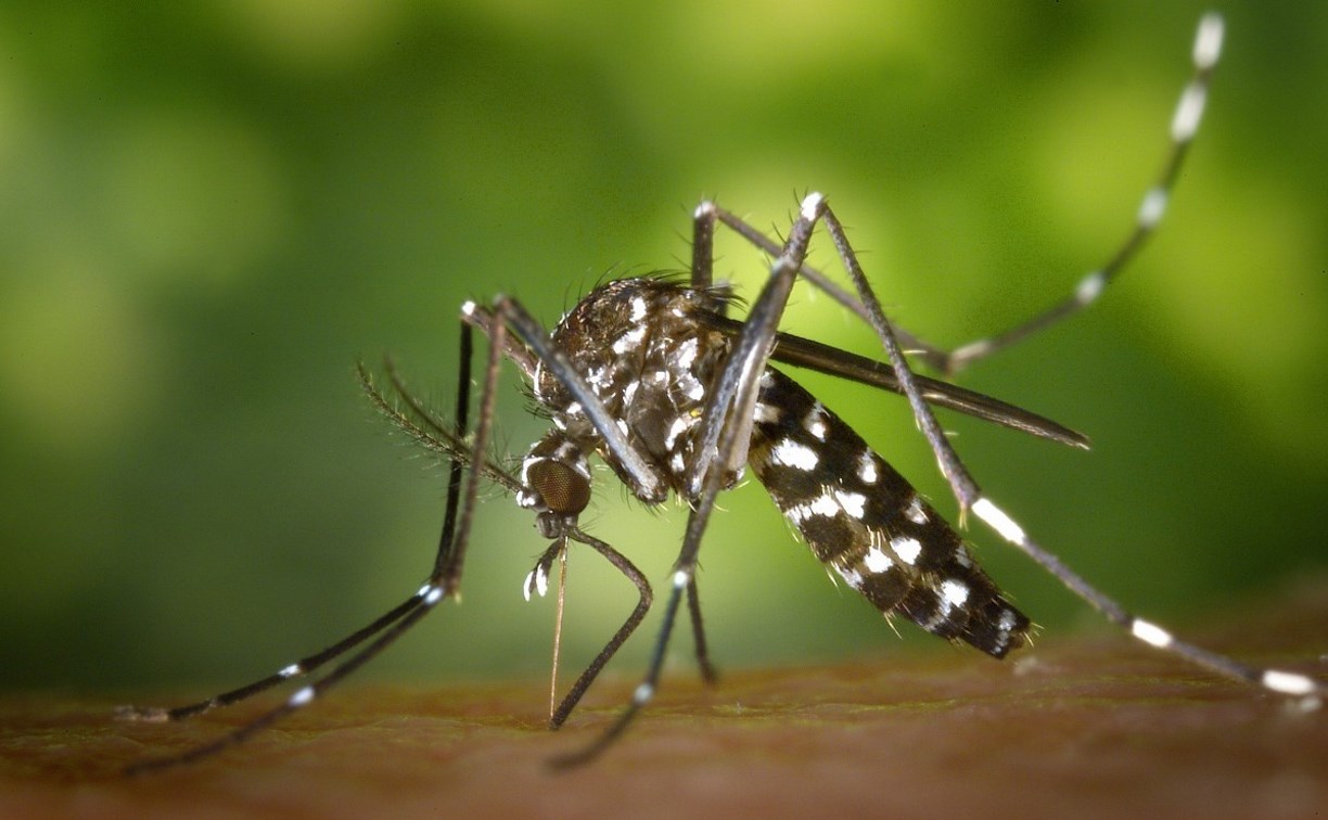 Глобальное потепление приведёт на Сахалин азиатского тигрового комара