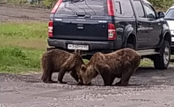 Два медведя прогулялись по Курильску