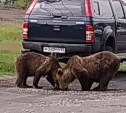 Два медведя прогулялись по Курильску