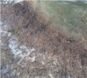Побережье в Корсаковском районе завалено мертвой креветкой (ФОТО, ВИДЕО)