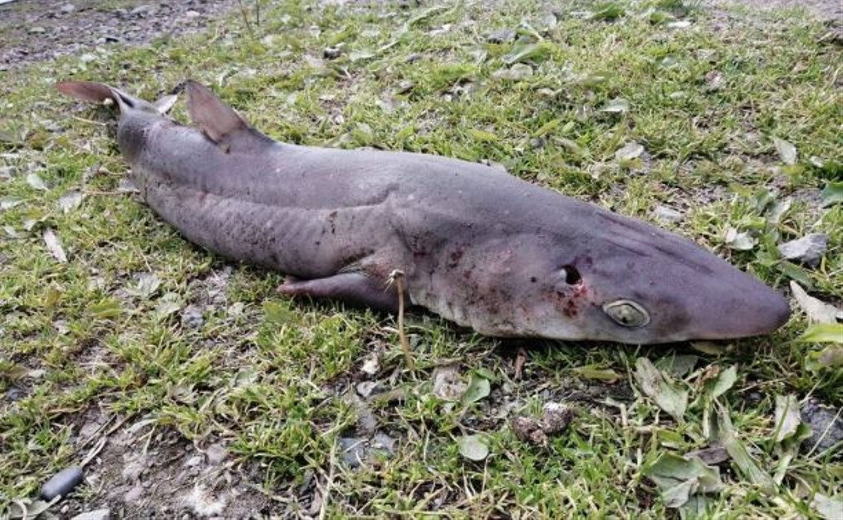 Сахалинцы сообщают о выброшенной на берег Татарского пролива акуле