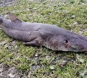 Сахалинцы сообщают о выброшенной на берег Татарского пролива акуле