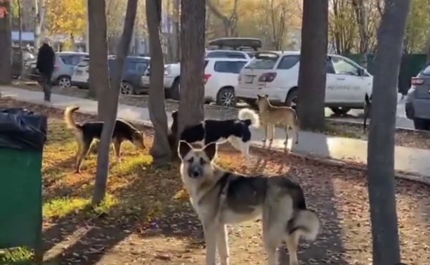 Стая собак возмутила и напугала посетителей парка в Южно-Сахалинске