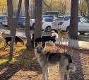 Стая собак возмутила и напугала посетителей парка в Южно-Сахалинске