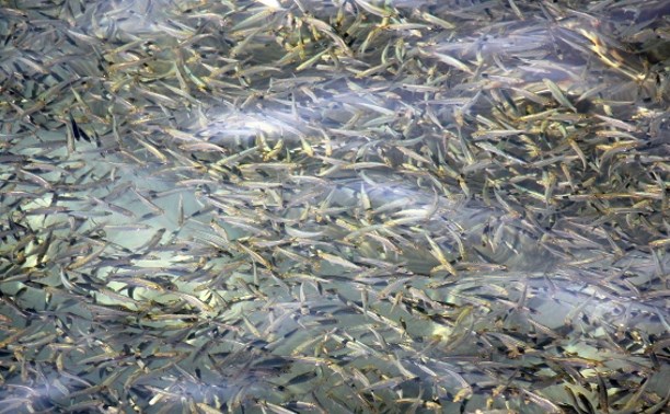 Рыбоводный завод в Чехове выпустил первую партию выживших мальков