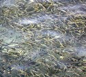 Рыбоводный завод в Чехове выпустил первую партию выживших мальков