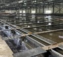 Рыбоводные заводы Сахалинской области начали выпуск молоди тихоокеанских лососей