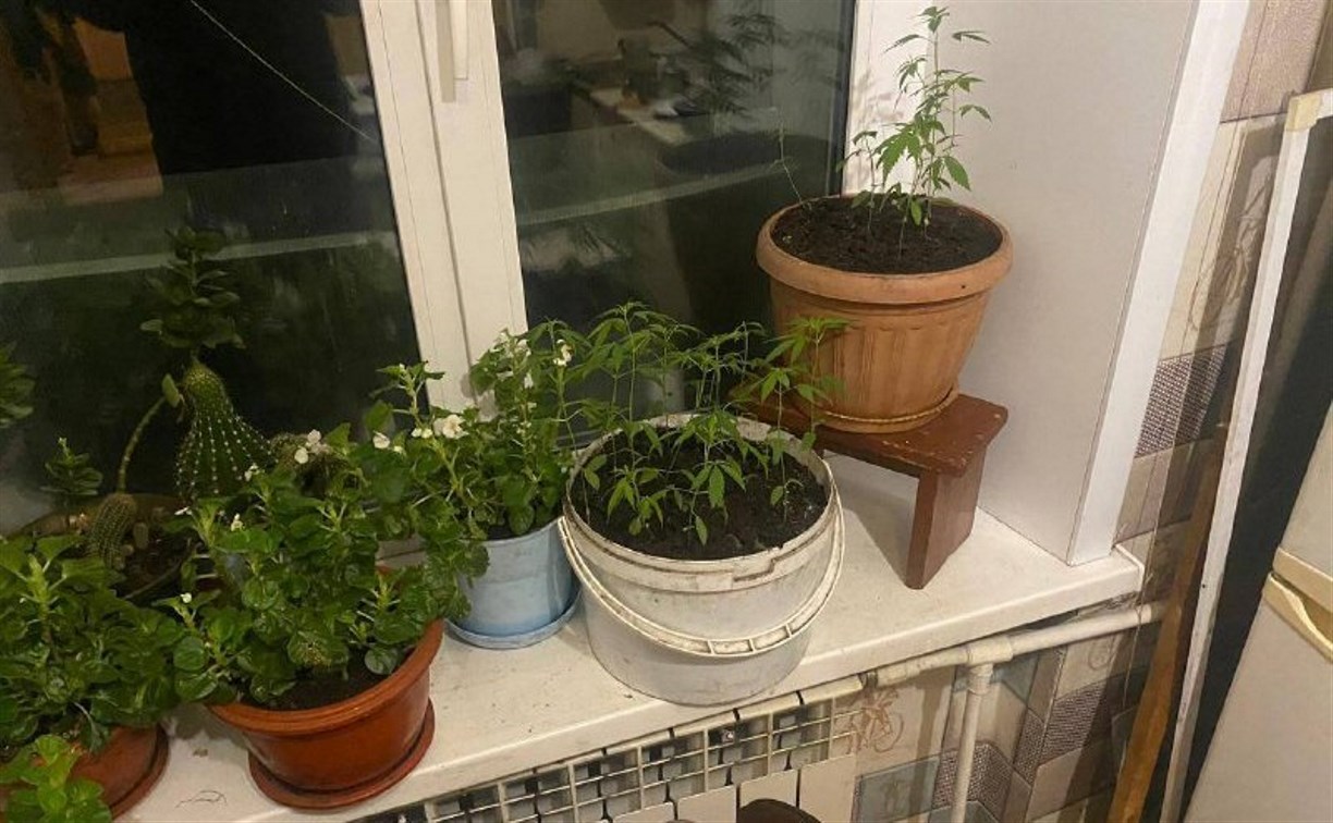 Наркоагроном в Макарове выращивал в горшках у себя в квартире коноплю 