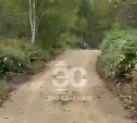 Хищник ходит между несколькими СНТ: в Южно-Сахалинске продолжают искать медведя
