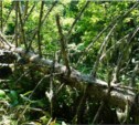 Единственную туристическую тропу на Южных Курилах завалило упавшими деревьями