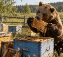 Цены на мёд взлетят в России, потому что его воруют медведи