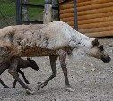 Олененку в сахалинском зоопарке дали имя водопада