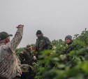 Останки бойцов, боеприпасы и орудия: что нашли поисковики на Шумшу за две недели