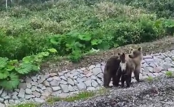 На Итурупе ликвидировали медведицу и медвежонка, которых все подкармливали
