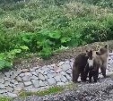 На Итурупе ликвидировали медведицу и медвежонка, которых все подкармливали