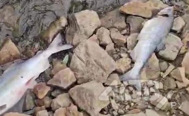 "Замор из-за жары?": сахалинец снял на видео усыпанную дохлой рыбой реку