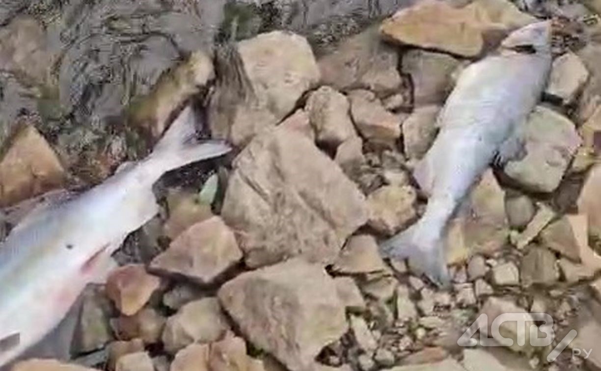 "Замор из-за жары?": сахалинец снял на видео усыпанную дохлой рыбой реку