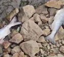 "Замор из-за жары?": сахалинец снял на видео усыпанную дохлой рыбой реку