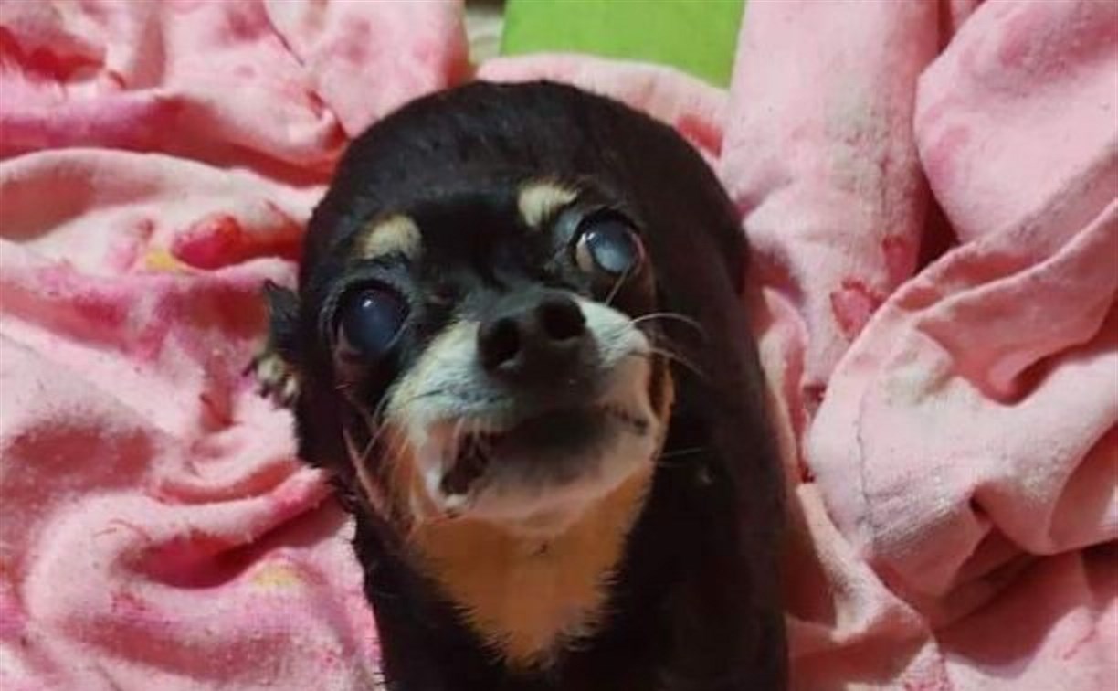 На Сахалине пожилого маленького пса Кешу разорвали на глазах у хозяйки