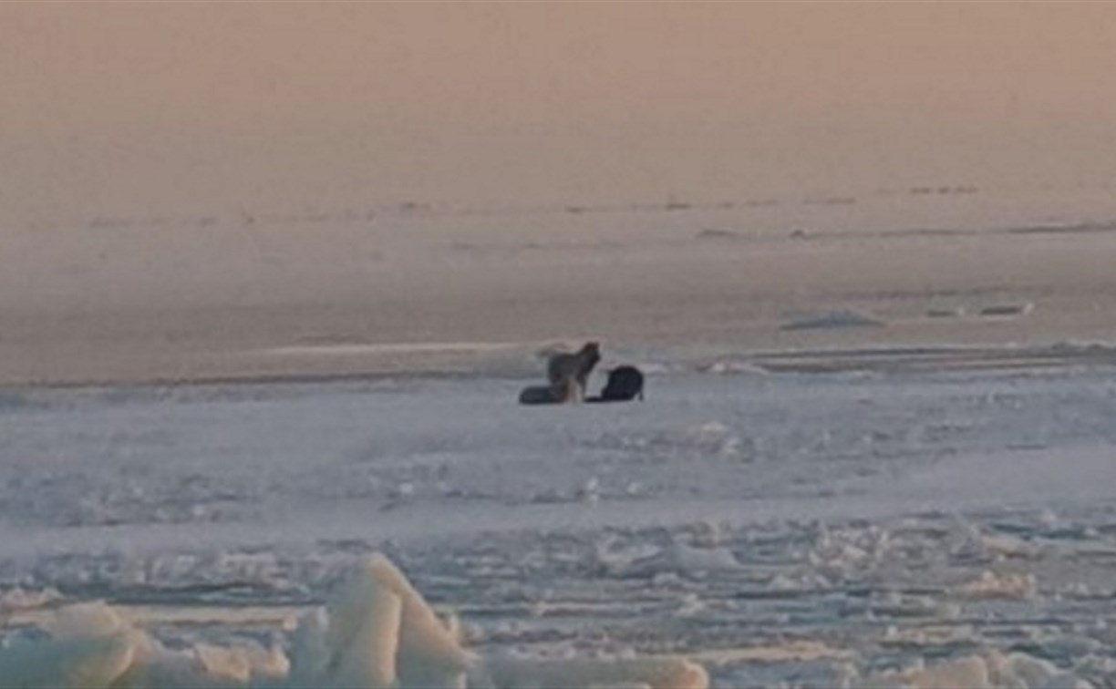 Сахалинцы заметили в море трёх собак, которые на льдине отдаляются от побережья