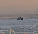 Сахалинцы заметили в море трёх собак, которые на льдине отдаляются от побережья