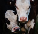 "Едва не убился": на трассу в Поронайском районе вышли неприметные коровы