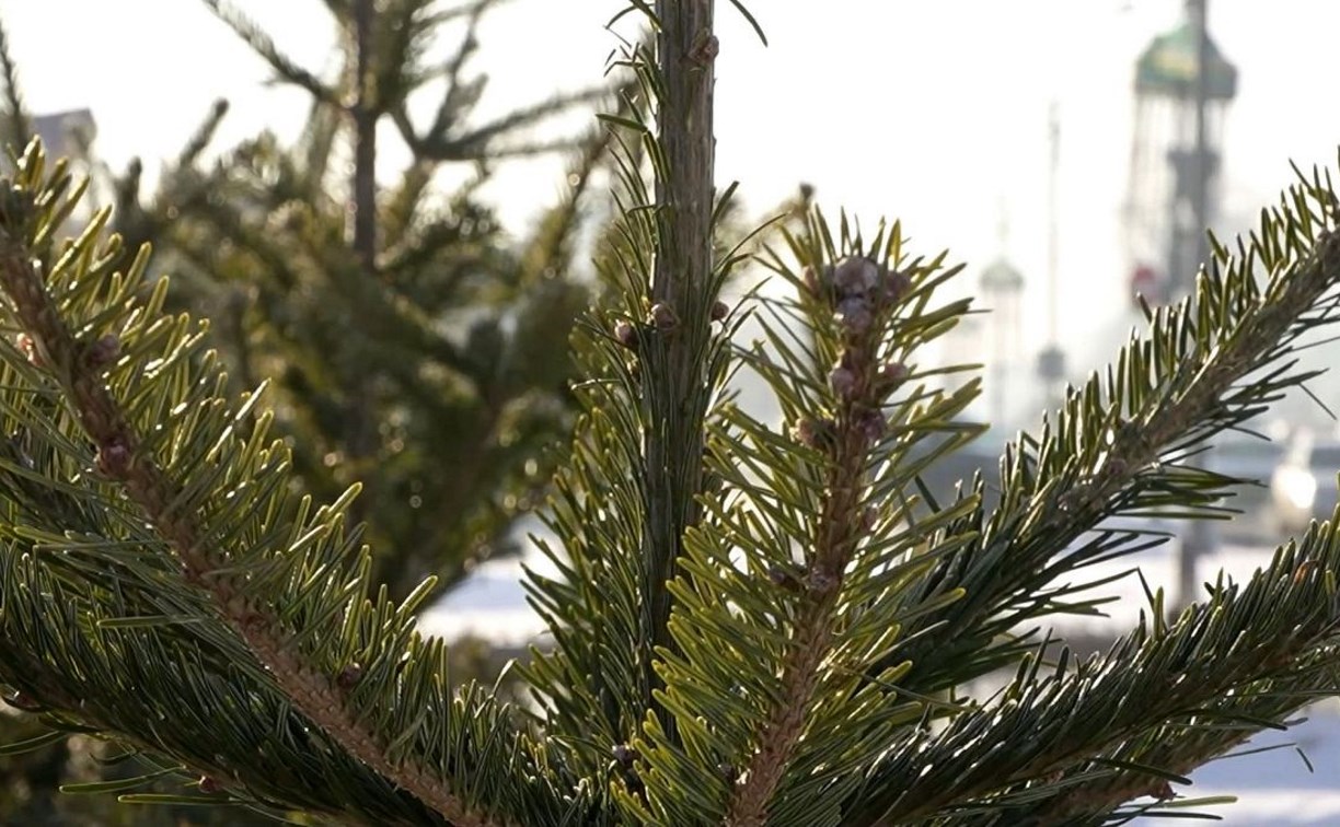 Власти Южно-Сахалинска рассказали, где можно оставить живую елку после новогодних праздников 