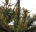 Власти Южно-Сахалинска рассказали, где можно оставить живую елку после новогодних праздников 