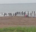 Рыбаки-"кошатники" на Сахалине получили нагоняй и пошли за лососем в другое место