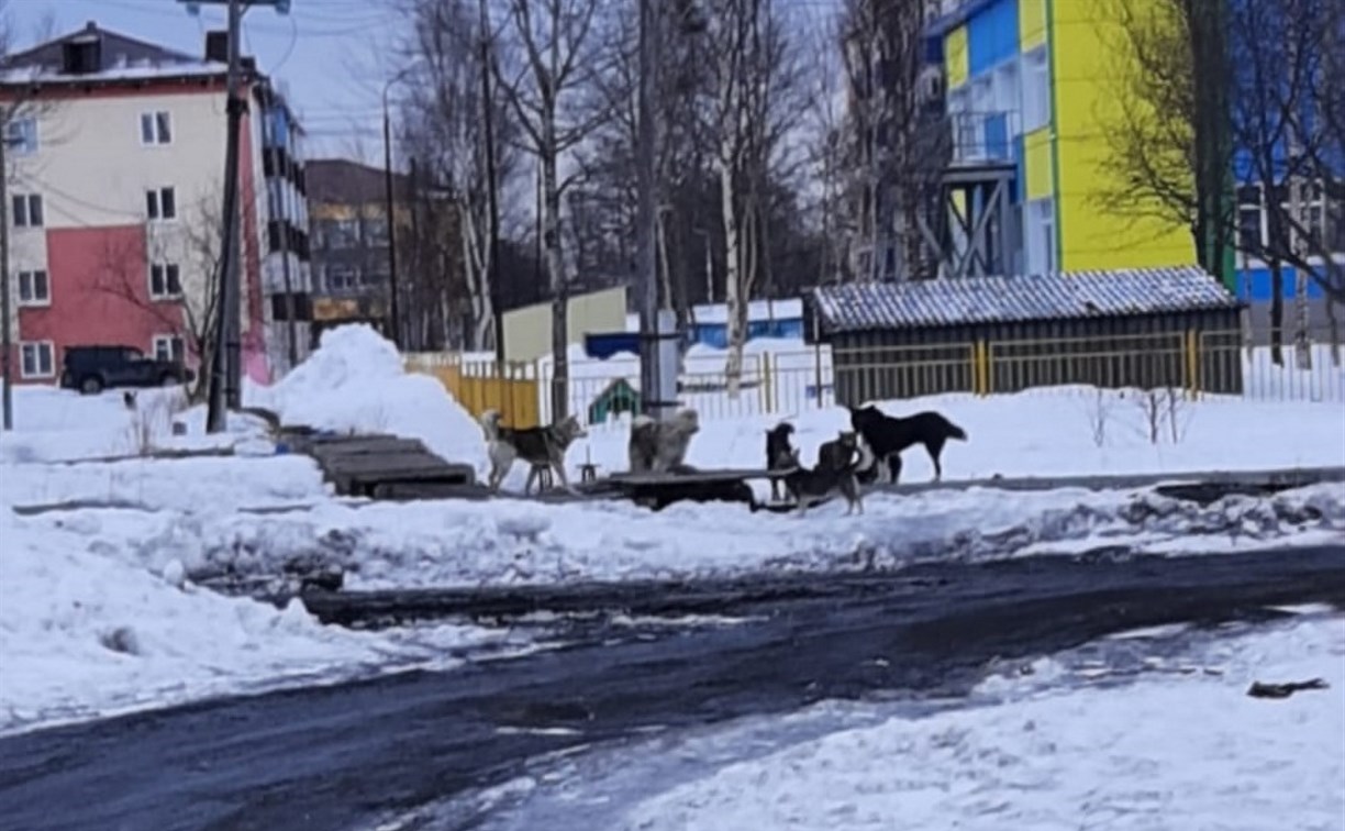 Бездомные собаки терроризируют жителей Поронайска