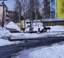 Бездомные собаки терроризируют жителей Поронайска