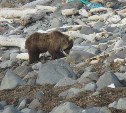 Бурый медведь попал в объектив камеры в бухте Кашалот