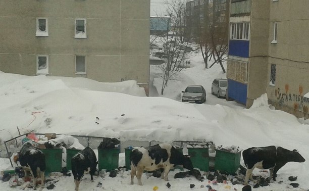 Бродячие коровы четвертый год атакуют мусорные контейнеры в Новоалександровске