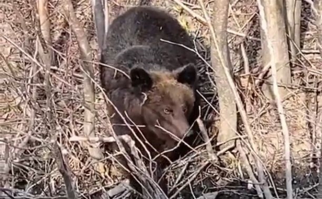 Сахалинцы остановились в лесу из-за пробитого колеса, и к ним вышел медведь