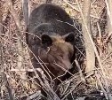 Сахалинцы остановились в лесу из-за пробитого колеса, и к ним вышел медведь