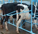 Лучшие сахалинские осеменаторы осеменяют 85 коров из ста