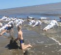 Отжимания в волнах: на сахалинском пляже прошла необычная тренировка