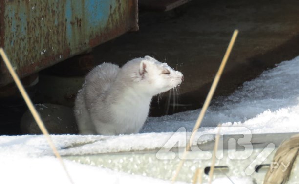 Утка на Рогатке, фазан-"школьник" и смешной хомяк: сахалинцы запечатлели интересных животных 
